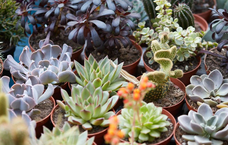 Suçculent: The Beauty and Resilience of Water-Storing Plants